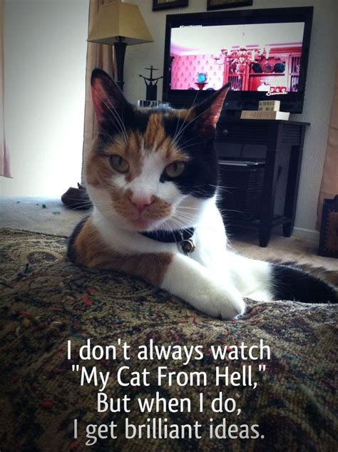 My Cat From Hell Meme Shows Books And Movies Pinterest
