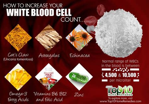 How To Increase Your White Blood Cell Count Top 10 Home
