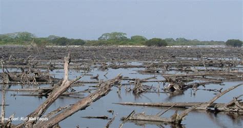 Hutan paya bakau menyumbang kepada ekonomi dengan sumber lautnya yang kaya serta kayu yang bermutu tinggi, menyelamatkan harta benda dan nyawa dengan menghalang proses hakisan pantai dan menapis bahan cemar dari laut dan sebaliknya. Benteng semula jadi negara terancam - Kata Malaysia
