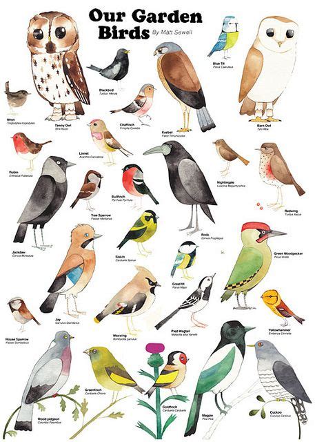 Our Garden Birds Bird Illustration Bird Drawings Bird Identification