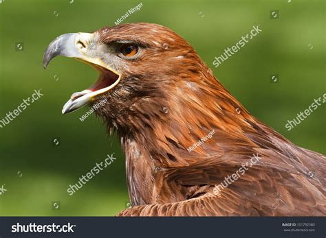 Golden Eagle With An Open Beak Stock Photo 101792380 Shutterstock