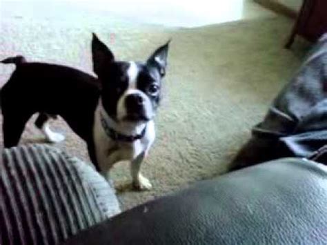 Fostering kittens is a wonderful and helpful thing to do. Boston Terrier, scared of a cat - YouTube