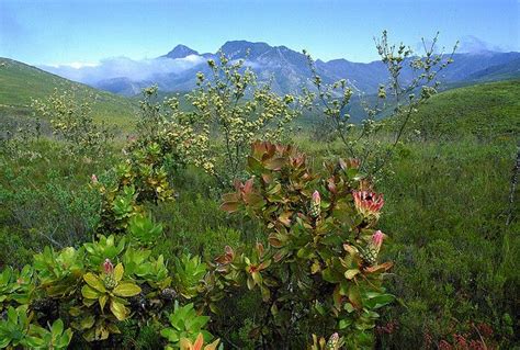 Fynbos Indigenous Bush Vegetation South Africa Via Flickr Unesco