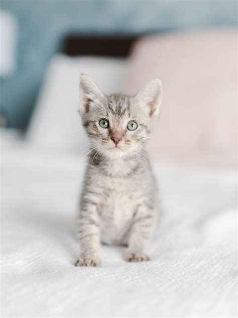 Pure persian kittens, san diego, california. Our Foster Kittens: 14 Kittens from the SD Humane Kitten ...