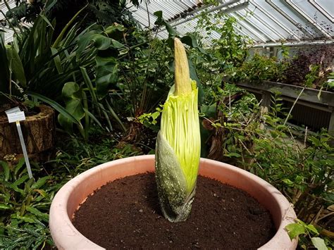 Choose from a wide range of properties which booking.com offers. Titanenwurz geht im Botanischen Garten in Blüte - Berlin.de