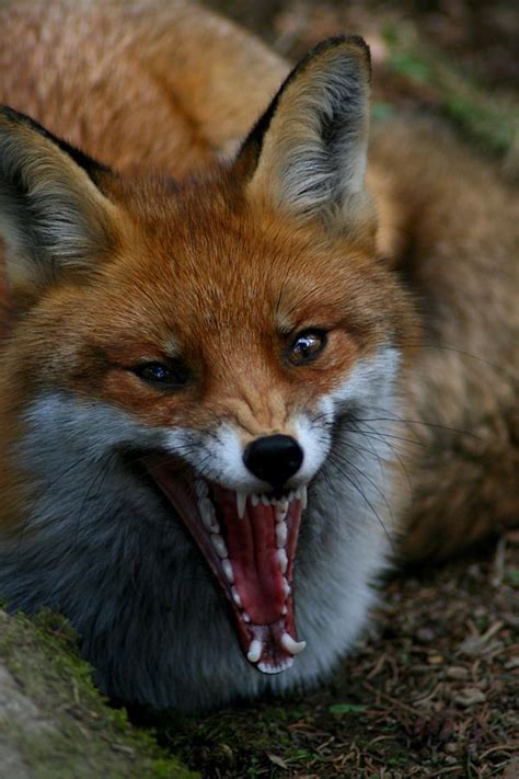 Vulpes Vulpes Iv By Serpensz On Deviantart Pet Fox Animals Wild