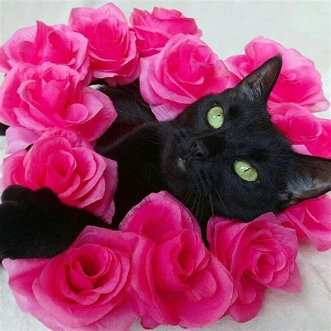 Love Cute Cats Black Cat Appreciation Day Pretty Cats Cats Of Instagram