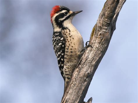 Nuttalls Woodpecker Ebird