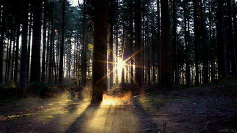 Morning Forest  By Living Stills Find And Share On Giphy
