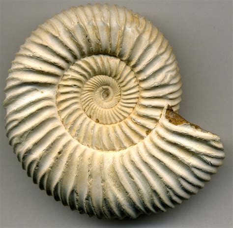 Katroliceras Matsumotoi Fossil Ammonite Upper Jurassic Moronodova