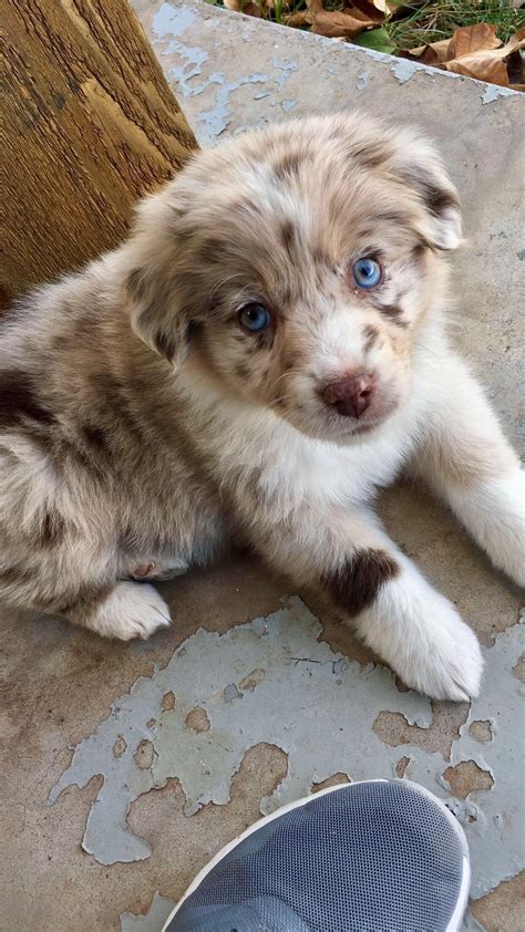 Aussie Puppy Super Cute Puppies Cute Little Puppies Cute Dogs And
