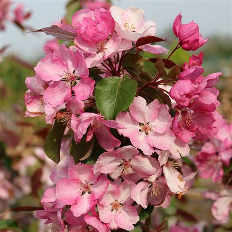 Malus Rudolph Crab Apple Tree Mail Order Trees