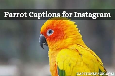 Parrot Captions For Instagram With Funny Quotes List