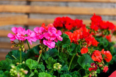 Do you know which flowers to avoid? Geranium Poisoning in Dogs - Symptoms, Causes, Diagnosis ...