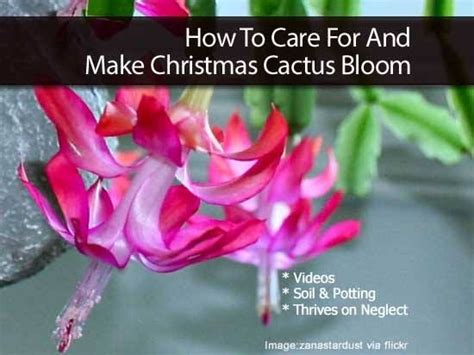 Keep it near a window when indoors or shaded by trees if kept outdoors in warmer months. How to Care for and Make a Christmas Cactus Bloom ...