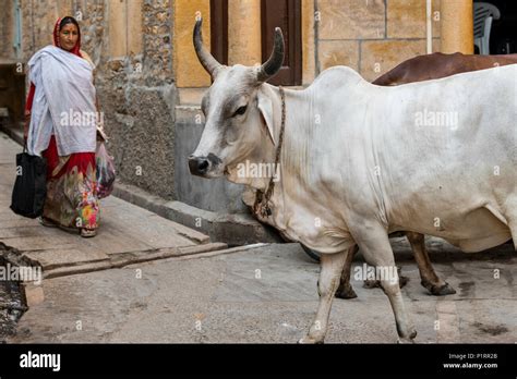 Cows In The Street And An Indian Woman Walking With Shopping Bags