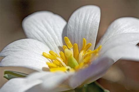 Bloodroot Wildflower Sanguinaria Canadensis Photograph By Carol
