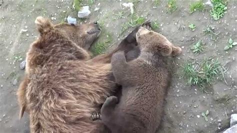 The Cutest Bears Ever Mom With Her Cub Youtube
