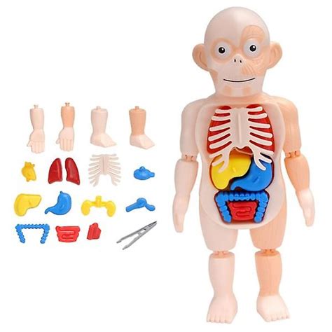 3d Human Torso Body Anatomy Model Toy Human Body Organ Assembly