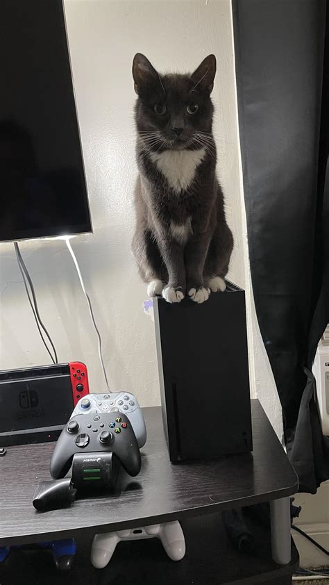 Microsoft Didnt Say Xbox Series Spawns Cats Rgaming