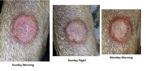 How Do You Know Ringworm Is Healing In Dogs