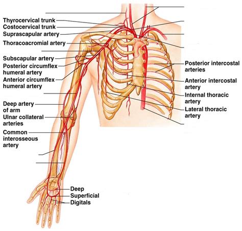 Arm artery diagram (page 1). CLASS BLOG: BIO 202 Arteries and veins