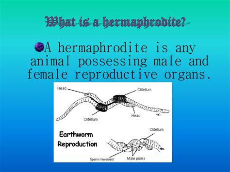 Hermaphrodite In Humans