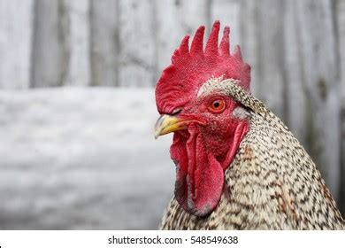 Cock Closeup Stock Photo Shutterstock