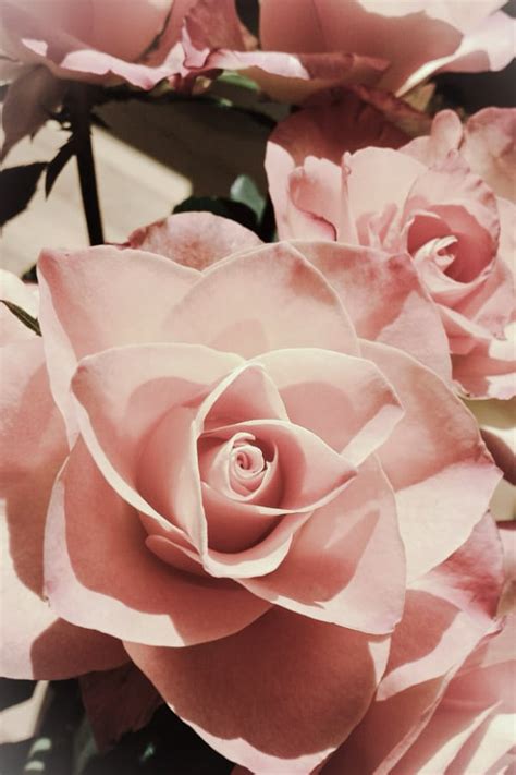 40 Rose Aesthetic Wallpaper For Your Phone Prada Pearls