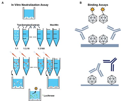 Assays To Test For Anti Aav Antibodies And Neutralizing Factors A