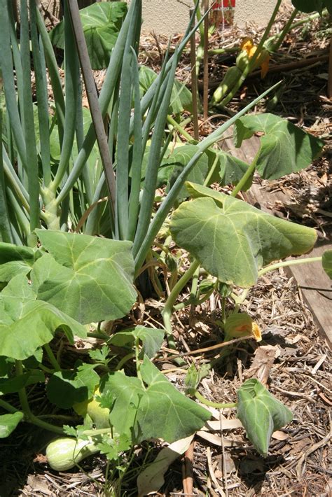 Maybe you would like to learn more about one of these? Hotpatch Gardening: Zucchini and Cucumber