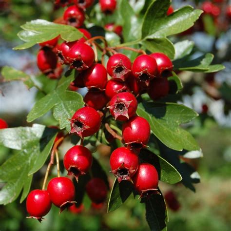 The hawthorn family of herbs is represented by a family of one hundred to two hundred related the hawthorn family serves as an important source of food for wildlife; Hawthorn Tree - Crataegus monogyna - botanicaplantnursery ...