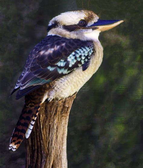 The kookaburra also features in a popular australian children's song. Portrait Of A Kookaburra 2 Photograph by Tania Read