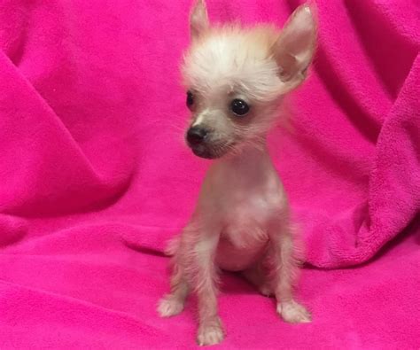 Female Chinese Crested Hairless Teacup In Hoobly Classifieds Sweet