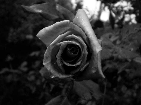 A Rose By Any Other Name By Dragnmistris On Deviantart