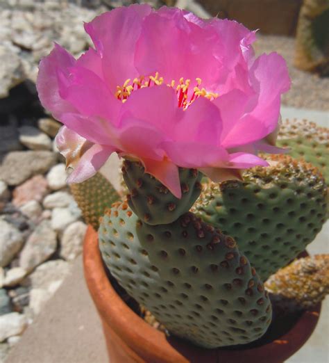Schlumbergera and rhipsalidopsis or hatiora (holiday cactus, christmas cactus your holiday cactus may bloom on its own without much help from you, but some may need to be placed in environments where it is more conducive for them to bloom. How To Get Your Potted Cacti To Bloom | Cactus flower ...