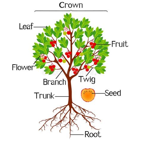 Parts Of Plant Morphology Of Apple Tree With Root System Flowers Fruits 2eb
