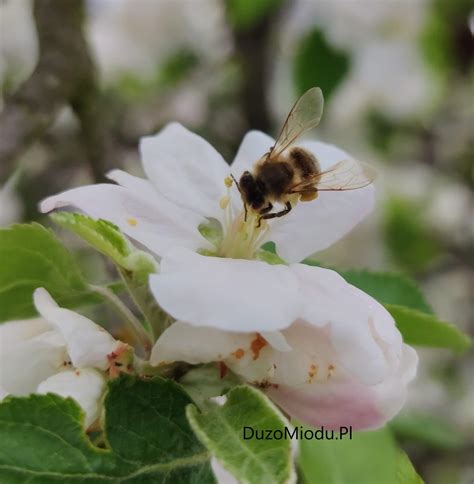 20 maja po raz drugi obchodzić będziemy światowy dzień pszczół ustanowiony przez onz. Dziś Światowy Dzień Pszczoły | DużoMiodu.pl