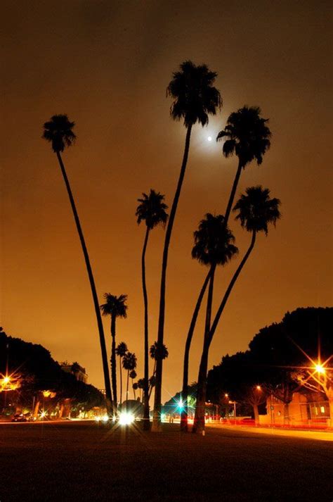 Panoramio Photo Of Palm Trees Beverly Hills Night Palm Trees