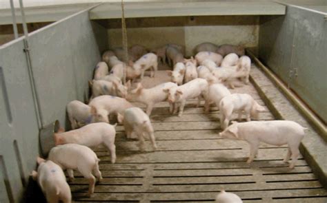Instalaciones Para Cría De Cerdos Diseño Y Planificación De Granjas