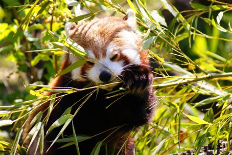 Better Protection For Red Pandas In China Red Pandazine
