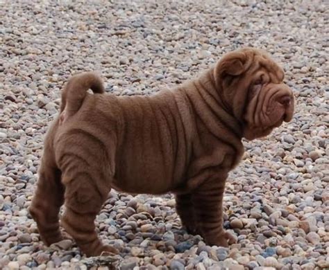 25 Most Cute Shar Pei Puppy Photos And Pictures