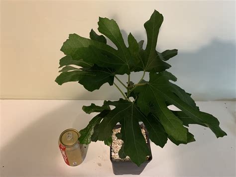 Violette de bordeaux fig tree. FigBid - Online Auctions of Fig Trees, Fig Cuttings ...