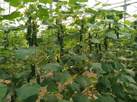 Cucumber Farming In Polyhouse Step By Step Guide Agriculture Guruji
