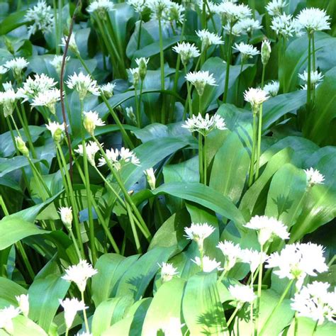 Wild Garlic Bulbs Allium Ursinum In The Green Woodland Bulbs