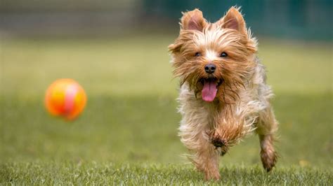 Yorkshire Terrier Temperament And Personality Traits