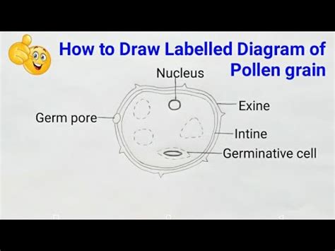 How To Draw Labelled Diagram Of Pollen Grains How To Draw Pollen