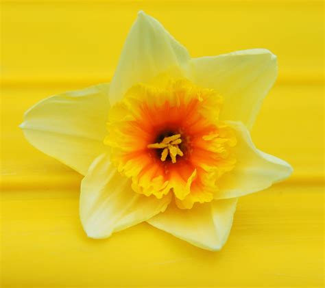 Daffodil Flower Nature Hd Wallpaper Peakpx