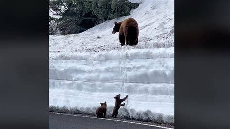 Tiny Cubs Try And Try To Scale Huge Snow Pile To Meet Mom At Top