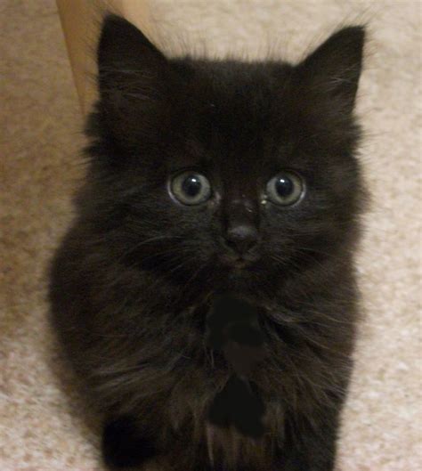 Cute Black Kittens Cute Kittens Photo 41556707 Fanpop